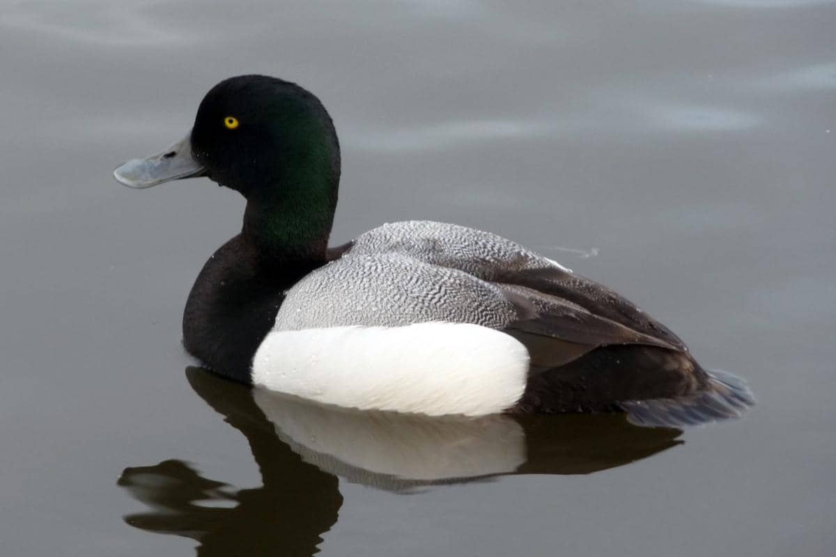 5 Fakta Unik Greater Scaup, Bebek Selam Penghuni Belahan Bumi Utara