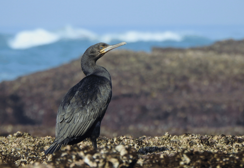 5 Fakta Cape Cormorant, Penghuni Pantai Afrika yang Unik dan Langka