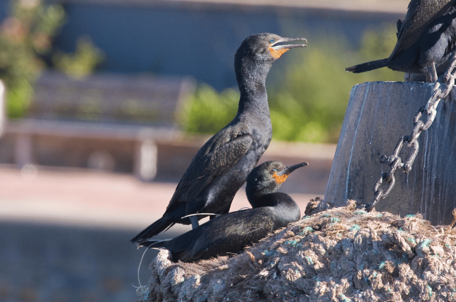 cape cormorant