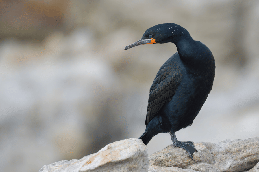 cape cormorant