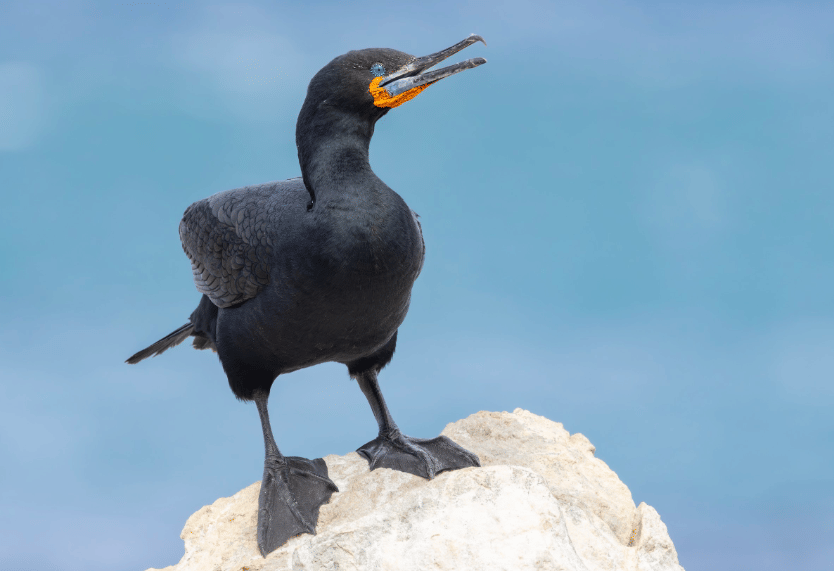 cape cormorant