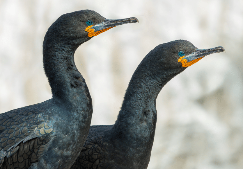 cape cormorant