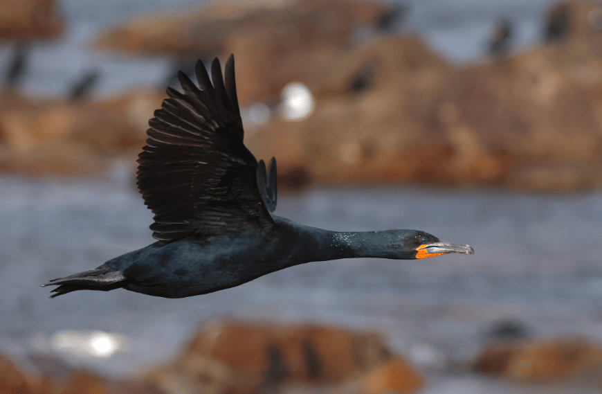 cape cormorant