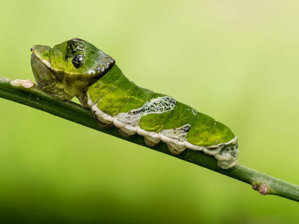 ilustrasi larva