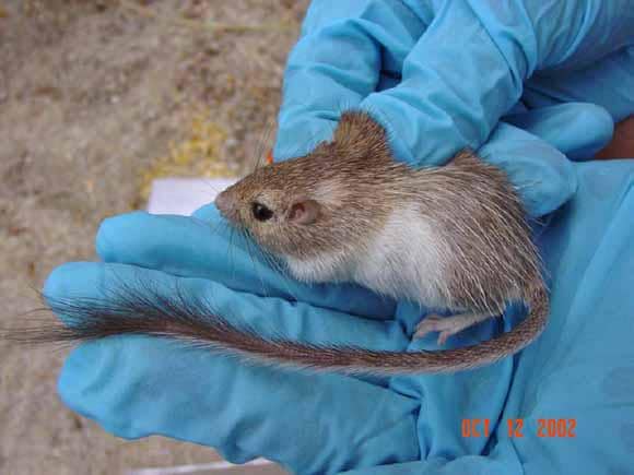 Tikus berduri
