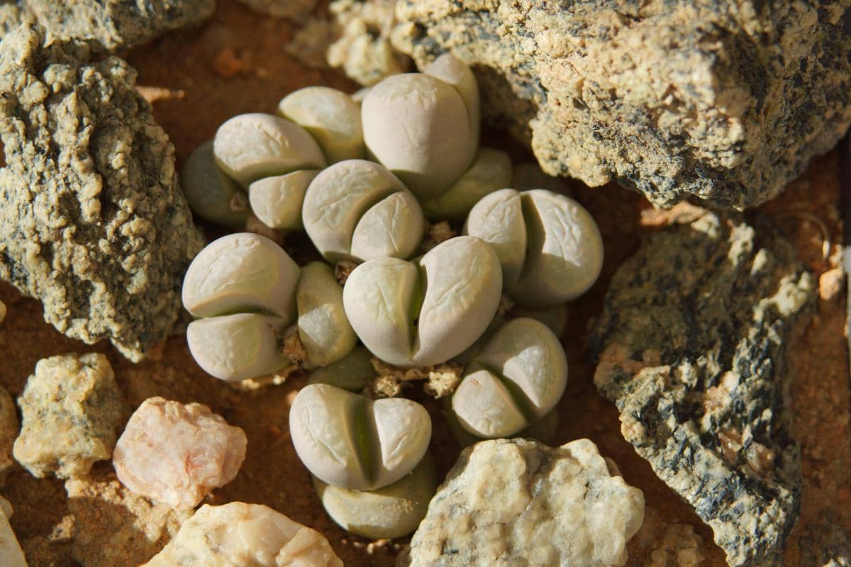 Foto close-up tanaman sukulen Lithops berbentuk bulat terbelah dua berwarna abu-abu kehijauan yang tumbuh sangat mirip dengan batu kerikil di sekitarnya