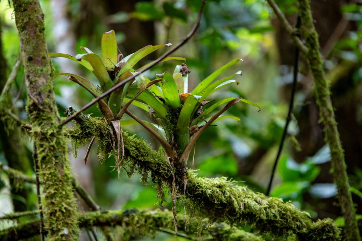 Tampilan dekat tanaman epifit berdaun hijau segar yang tumbuh menumpang di atas dahan pohon tua yang diselimuti lumut tebal di dalam hutan hujan