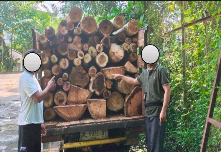 Tebang Pohon Hutan Lindung, Dua Pembalak Liar di Lamsel Diciduk