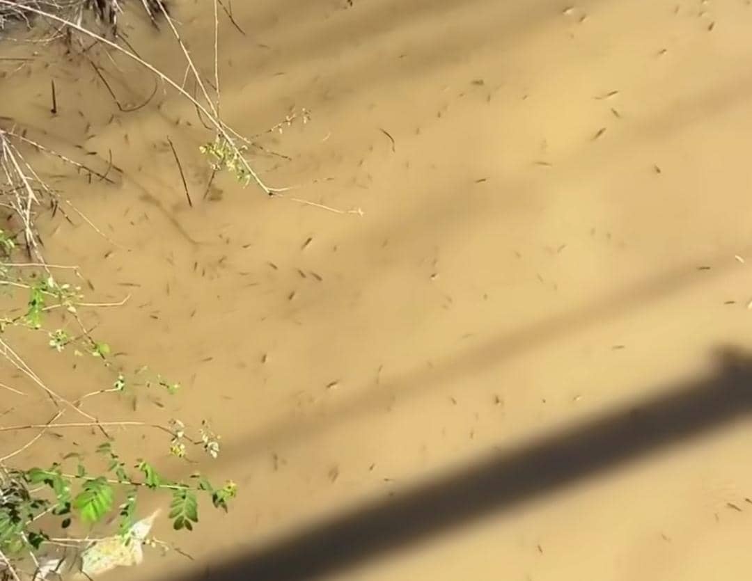Penampakan ikan seluang di sungai.