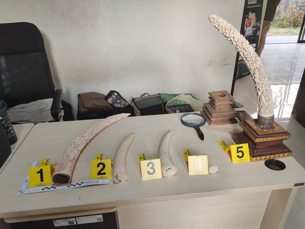 Jaringan Perdagangan Gading Gajah di Bali Terbongkar di Tampaksiring