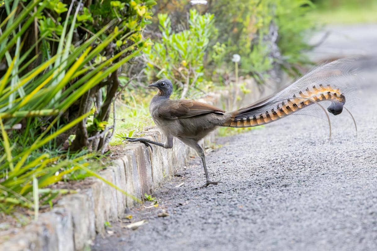 Ilustrasi burung lyrebird