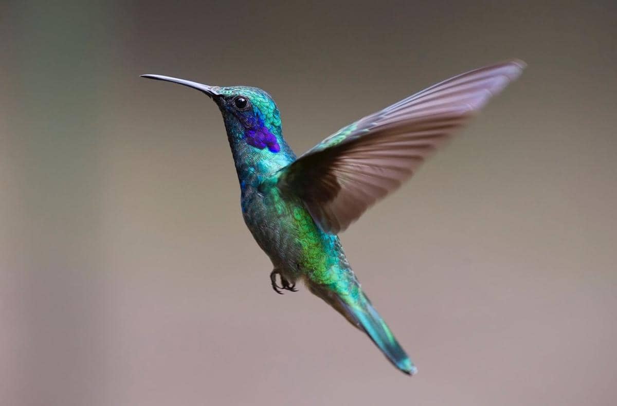 Ilustrasi burung kolibri