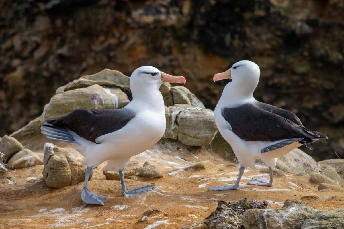 7 Fakta Burung yang Kelihatannya Mustahil tapi Nyata, Pernah Dengar?