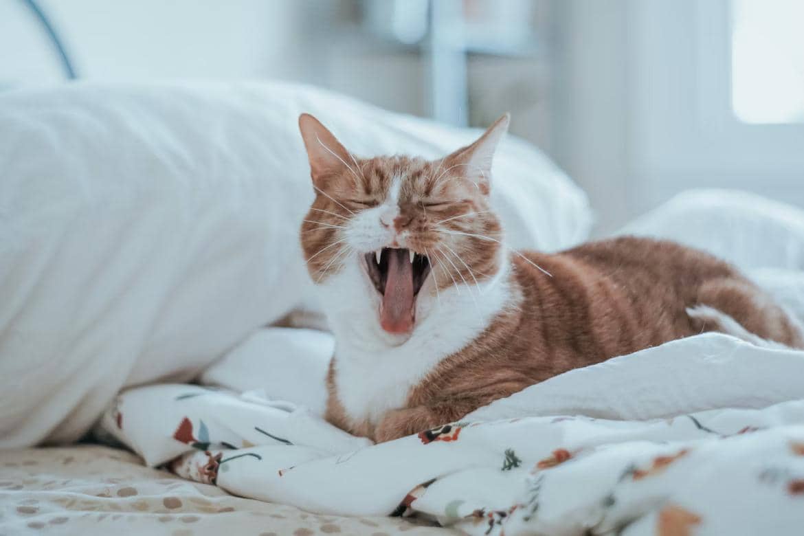Gambar kucing menguap