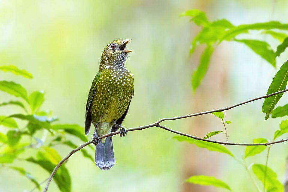 5 Fakta Green Catbird, si Burung Hijau dengan Suara Mirip Kucing