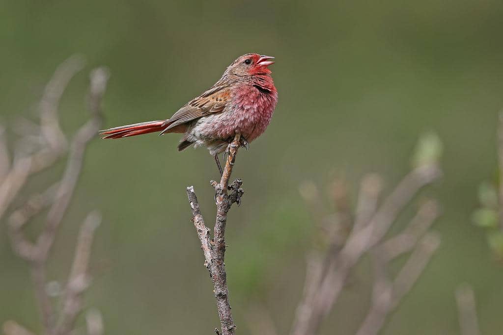 Burung Urocynchramus pylzowi