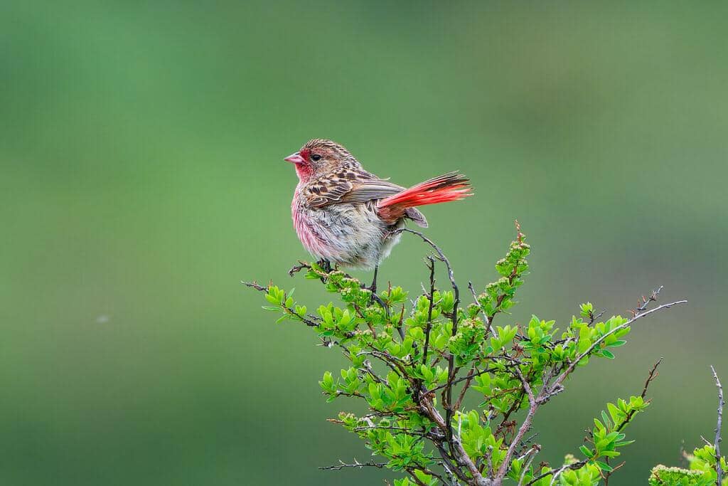 Burung Urocynchramus pylzowi