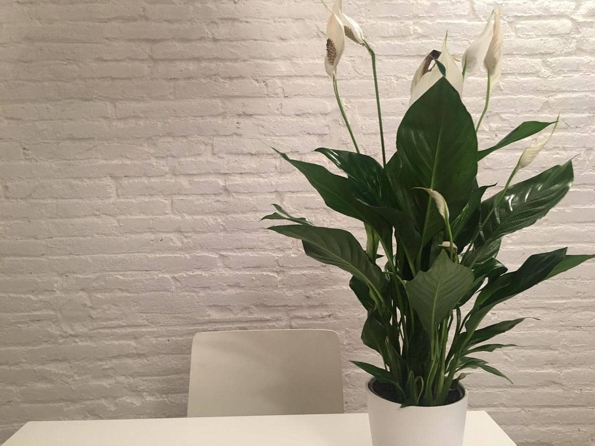 ilustrasi peace lily