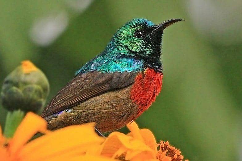 7 Fakta Burung Madu, Permata Hutan Indonesia yang Dikira Kolibri