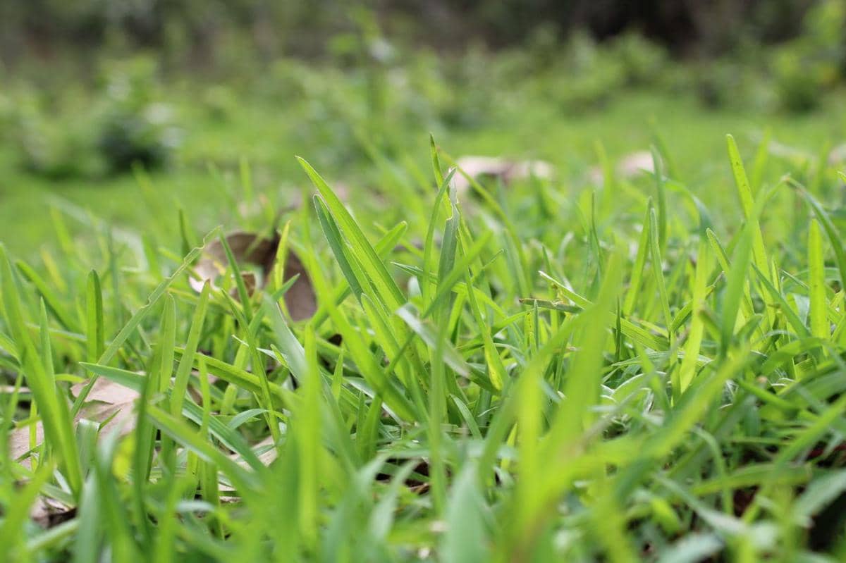 ilustrasi rumput gajah mini