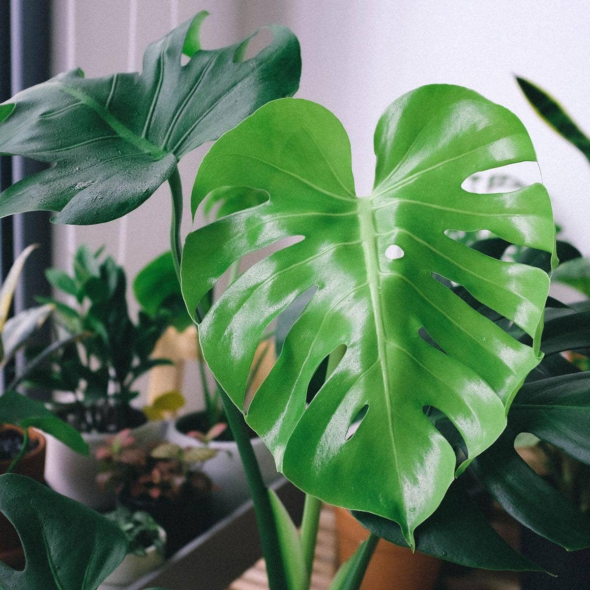 ilustrasi monstera deliciosa