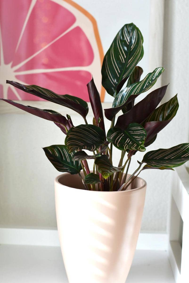 ilustrasi calathea