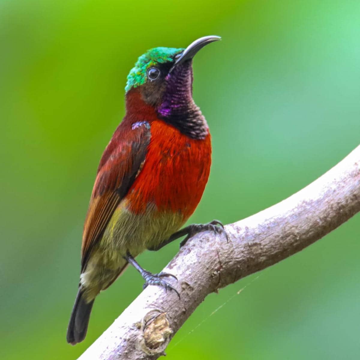 Burung konin atau burung madu pengantin sedang bertengger.