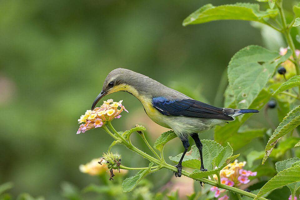 Burung madu ungu sedang menikmati nektar bunga.