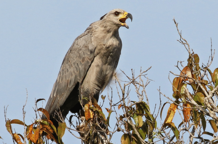 5 Fakta Chaco Eagle, Elang Penguasa Ekosistem Chaco yang Menakjubkan