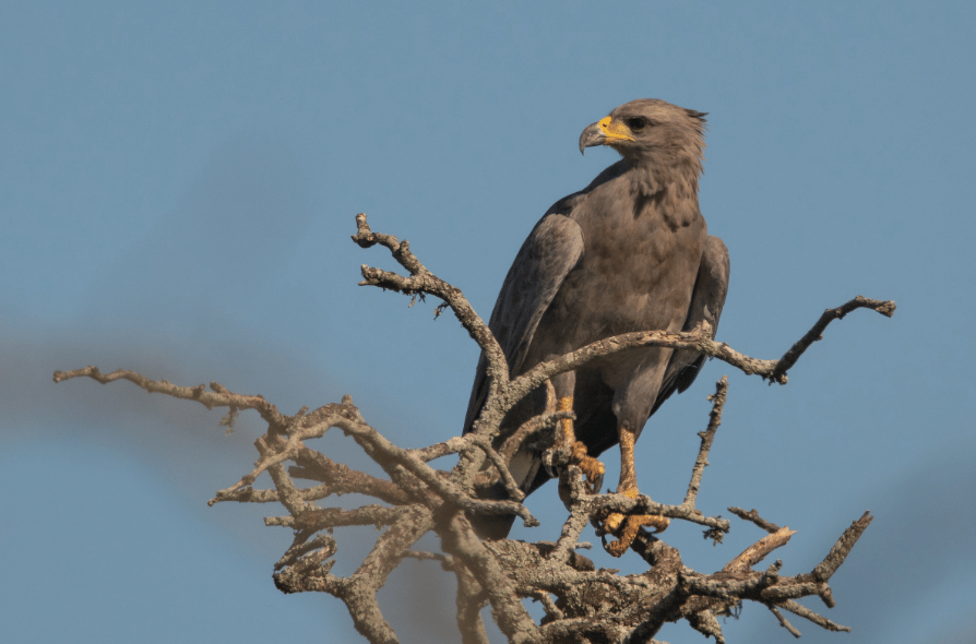 chaco eagle