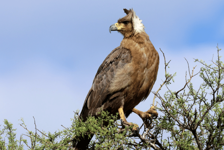 chaco eagle