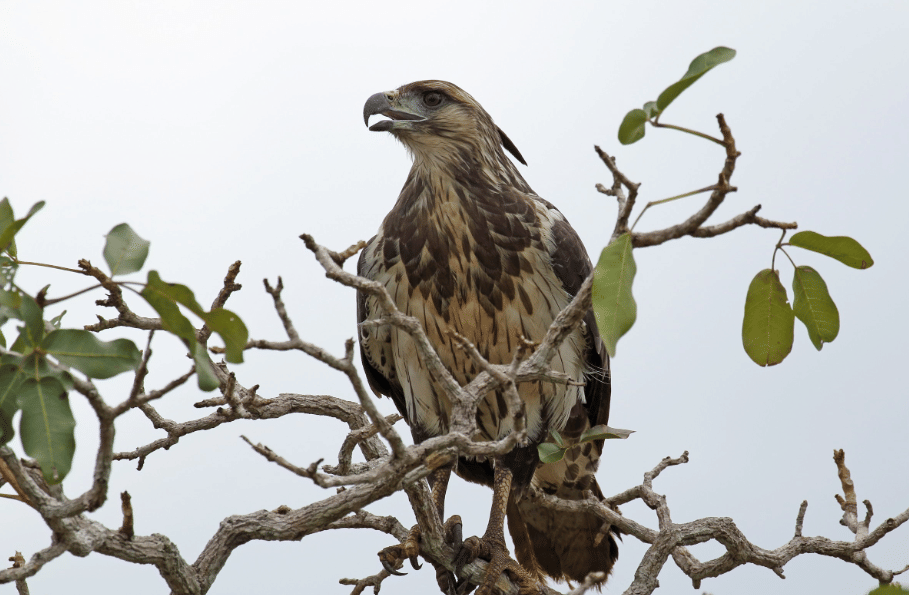 chaco eagle