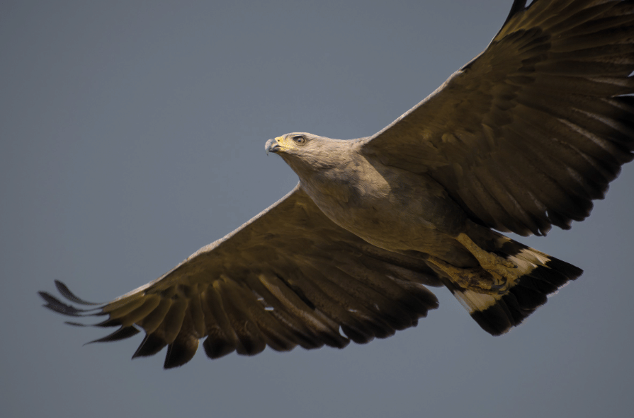 chaco eagle