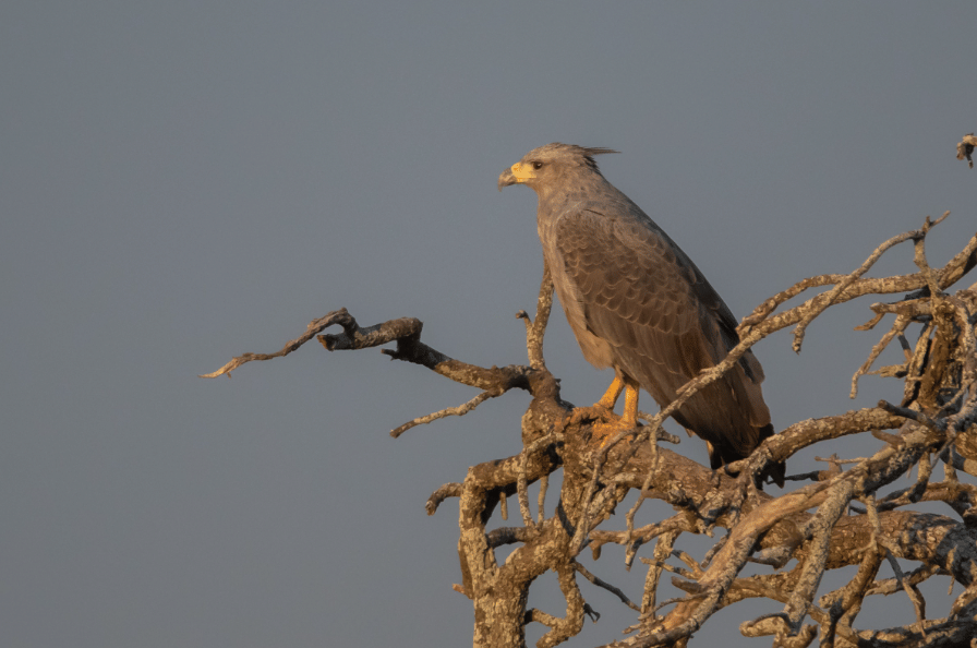 chaco eagle
