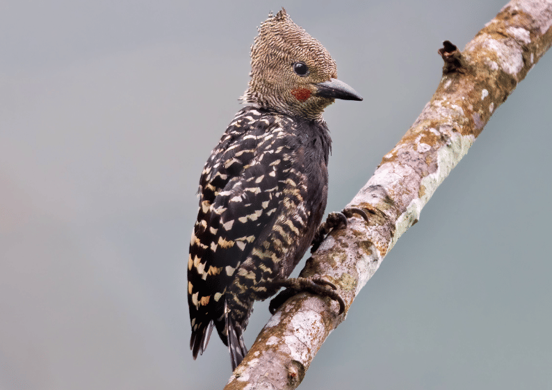5 Fakta Zebra Woodpecker, Burung Pelatuk dengan Pola Mirip Zebra
