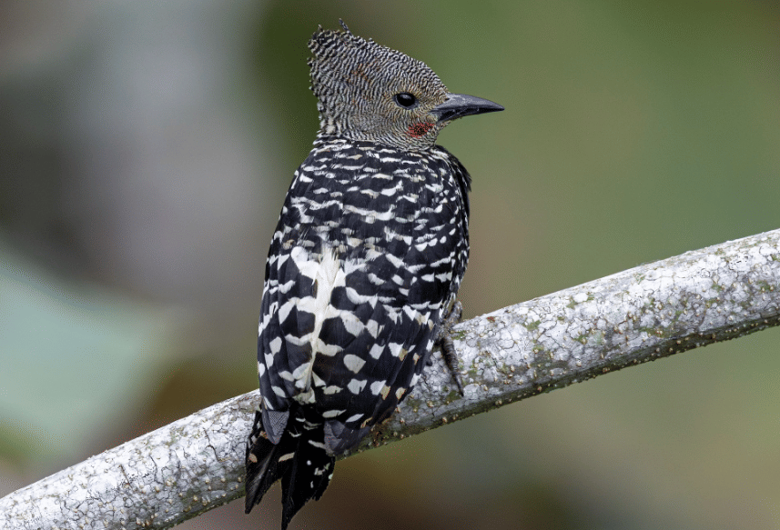 zebra woodpecker