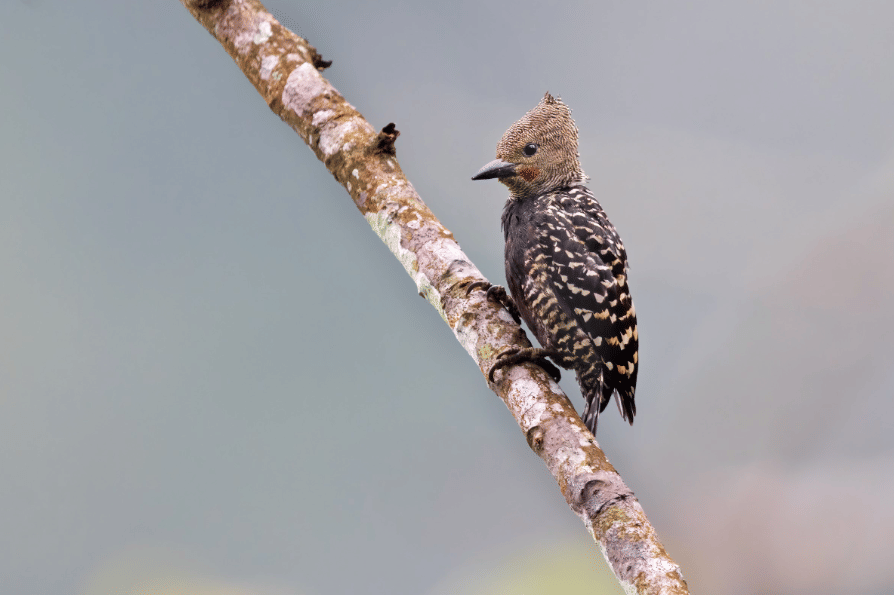 zebra woodpecker 