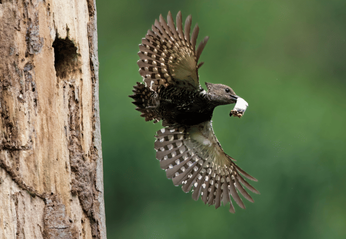 zebra woodpecker