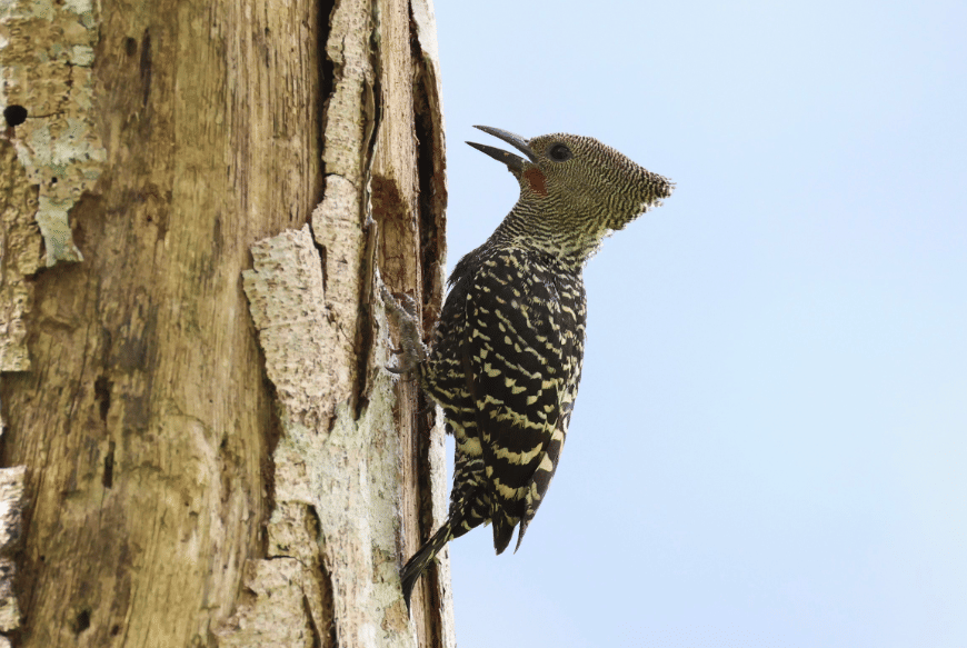 zebra woodpecker