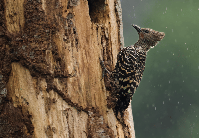 zebra woodpecker