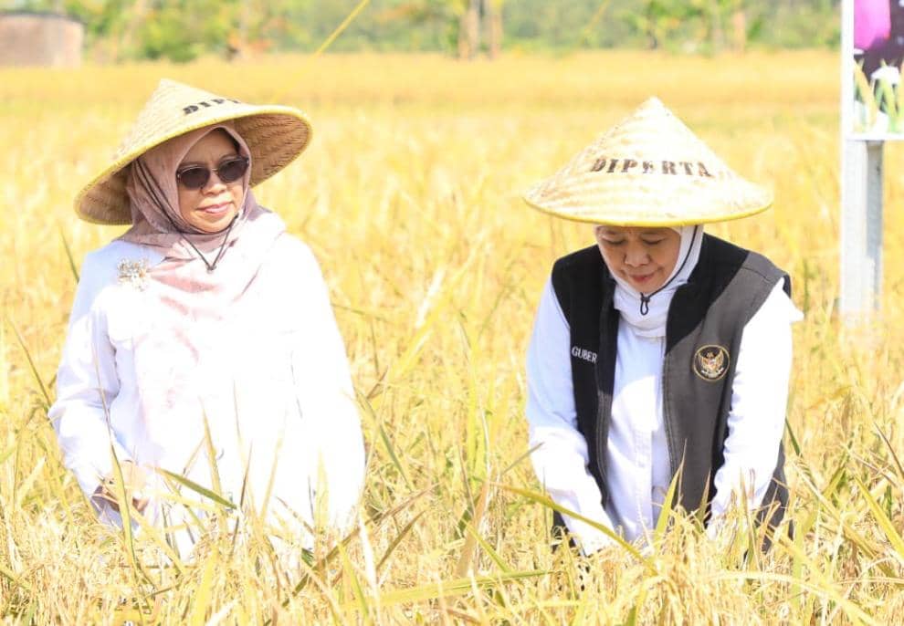Potensi Panen Padi Januari -Juli Jatim Capai 7,71 Juta Ton