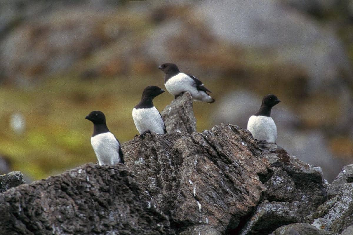 5 Fakta Unik Dovekie, Burung Laut Penguasa Kawasan Arktik