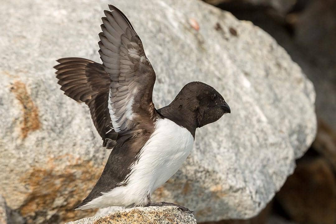 Dovekie