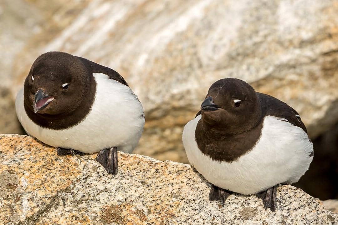 Dovekie