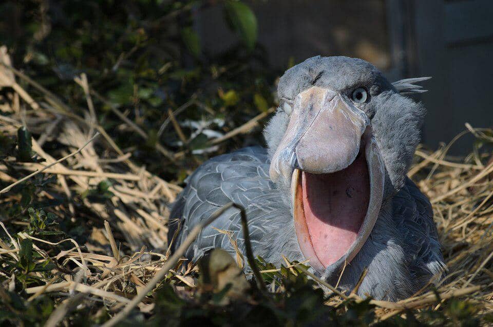 Burung Shoebill