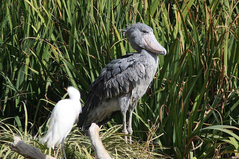 Burung Shoebill