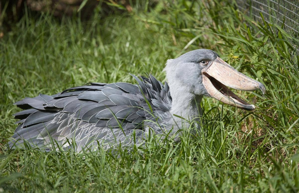 6 Fakta Menarik Shoebill, Burung yang Tega Memakan Saudaranya Sendiri