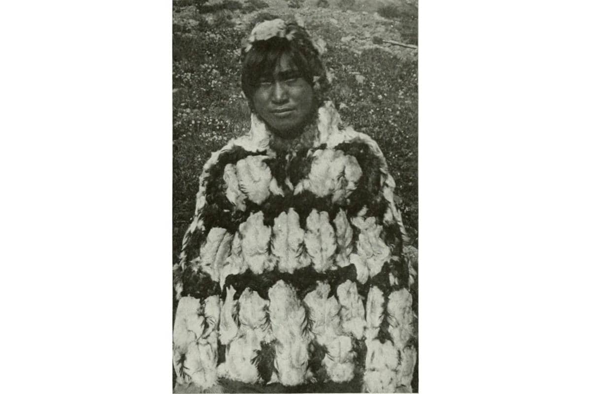 Masyrakat Inuit memakai kulit Dovekie yang berbulu tebal sebagai bahan pakaian hangat