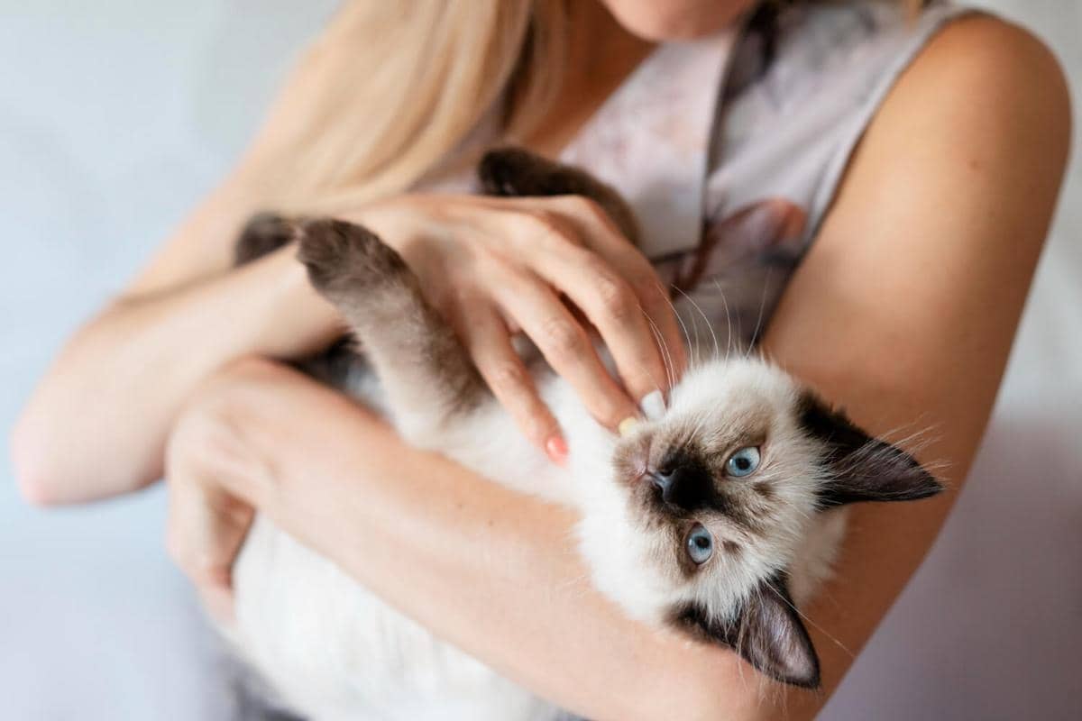 4 Trik Cepat Bersihkan Bulu Kucing di Sofa Tanpa Vacuum Cleaner!