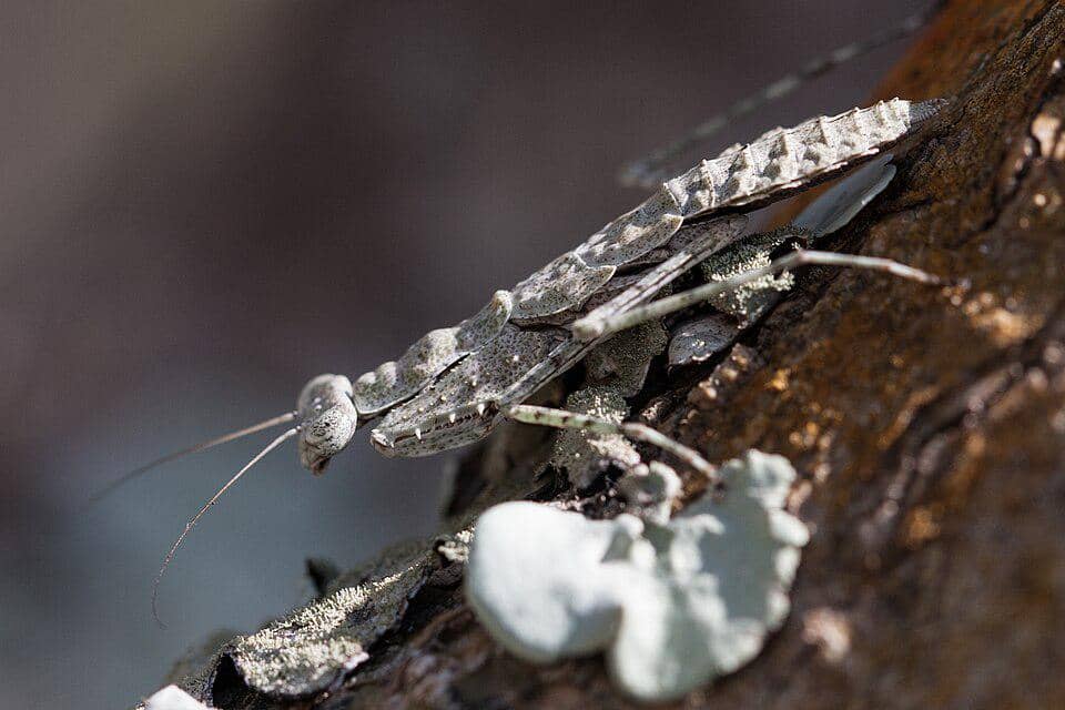 5 Fakta Grizzled Mantis, Belalang Sentadu Kulit Kayu Si Ahli Berburu